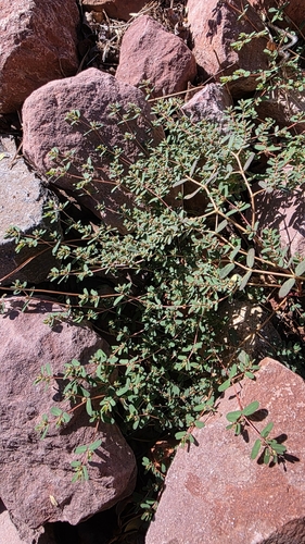 Euphorbia glyptosperma observed 2026-09-12