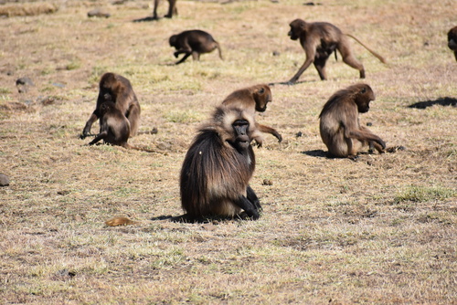 Northern Gelada