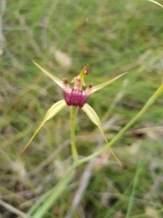 Caladenia paludosa