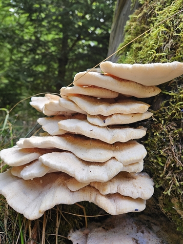 Climacocystis borealis