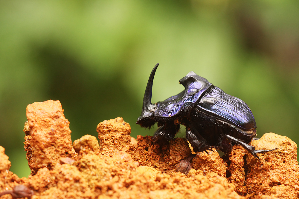 Giant Dung Digger (Coprophanaeus lancifer) · iNaturalist