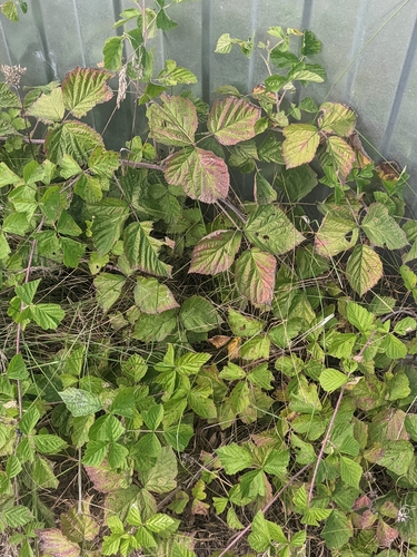 European dewberry