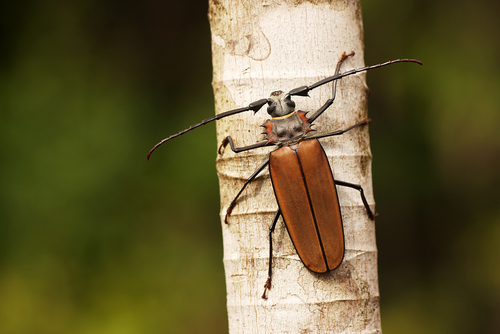 Giant Imperious Sawyer (Callipogon armillatum) · iNaturalist