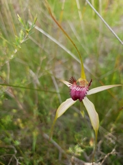Caladenia paludosa