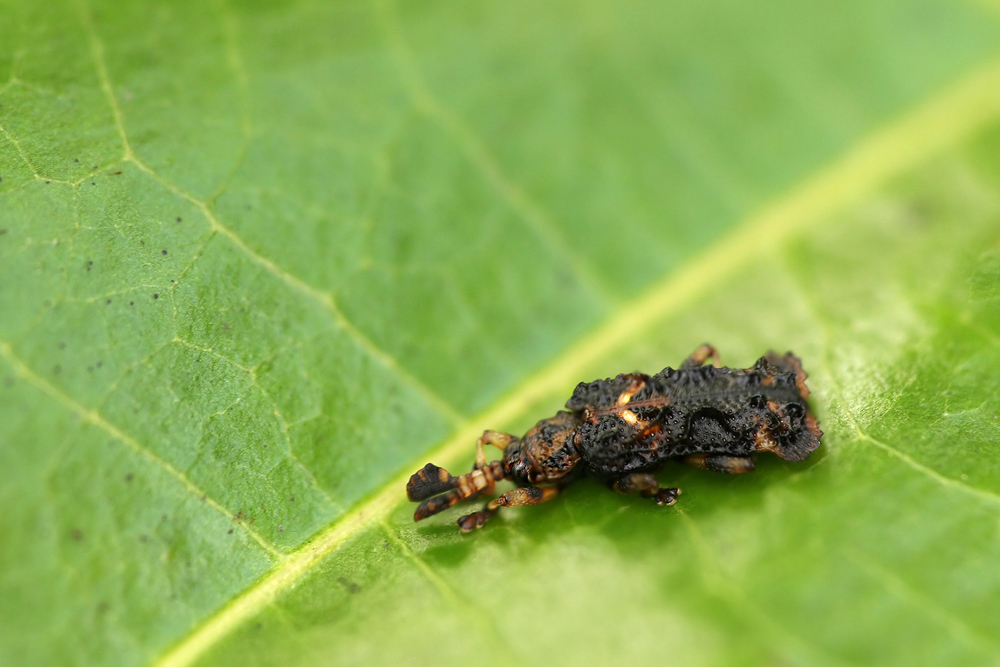 Physocoryna expansa