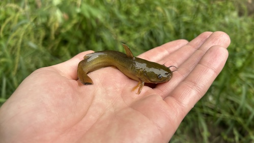 Yellow Bullhead