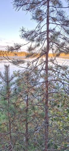 Scots pine