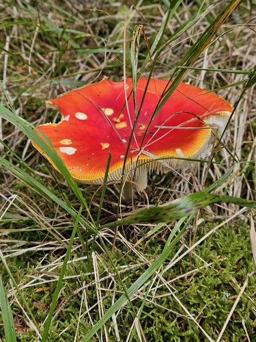 Fly Agaric