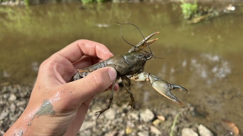 Great Plains Mudbug