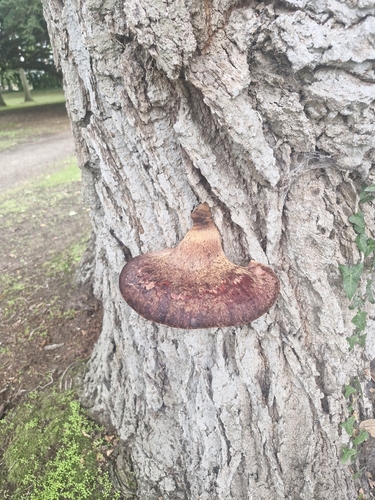 Beefsteak Polypore