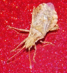 Aufeius impressicollis