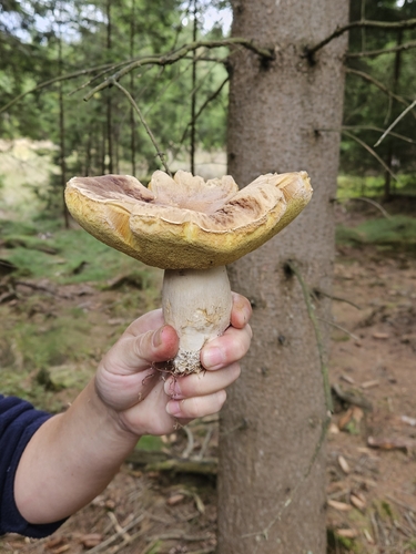 King Bolete