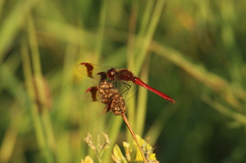 Banded Darter