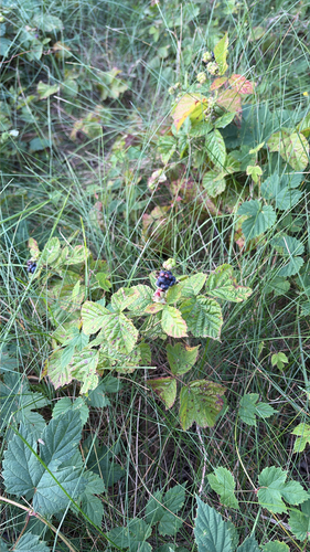 European dewberry