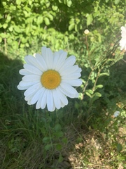 Leucanthemum vulgare