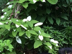 Actinidiaceae
