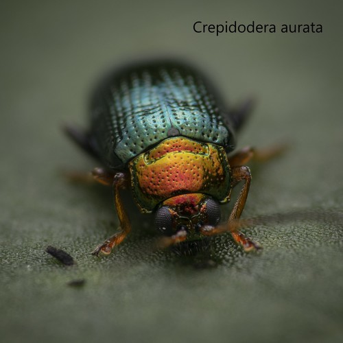 Willow Flea-beetle, photo 3 of 10
