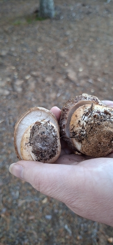 Pine Bolete