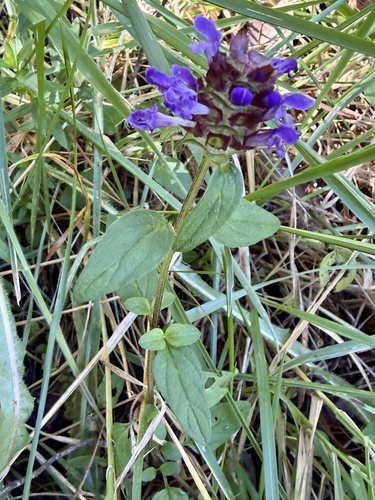 Prunella vulgaris observed 2026-09-11
