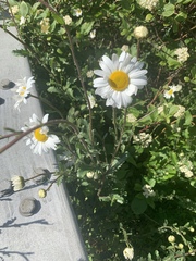 Leucanthemum vulgare