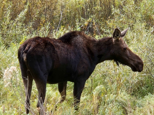 Moose