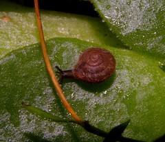 Actinella arridens