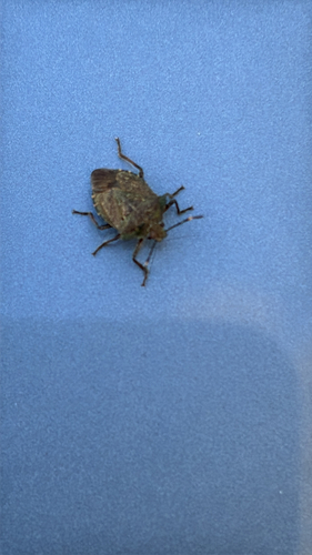 Bronze Shield Bug