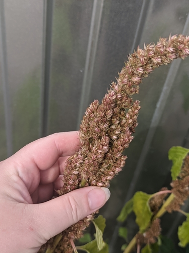 Redroot Amaranth