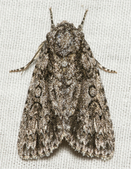 Acronicta hamamelis