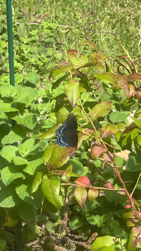 Red-spotted Admiral