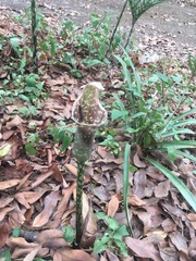 Amorphophallus kiusianus