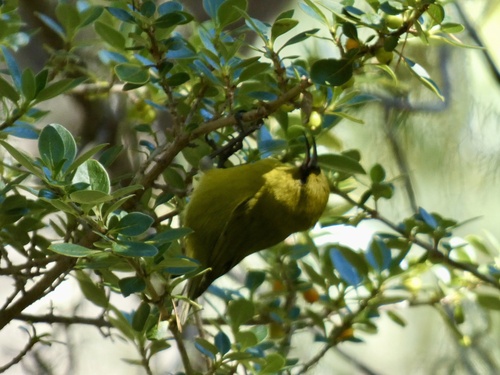Chlorodrepanis virens observed 2026-09-11