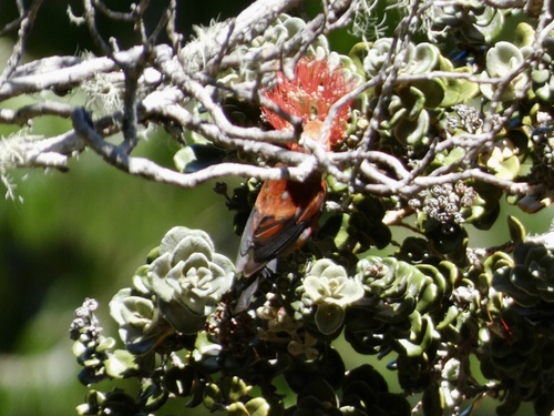 Himatione sanguinea observed 2026-09-11