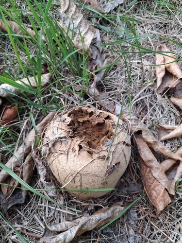 Mosaic puffball
