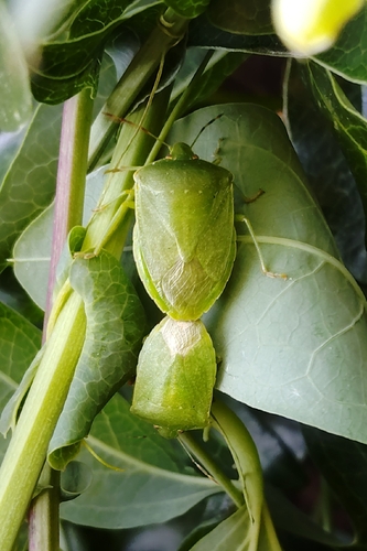 Southern Green Stink Bug