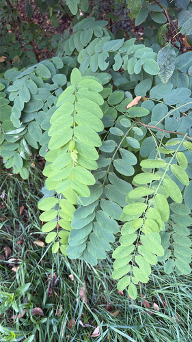 black locust