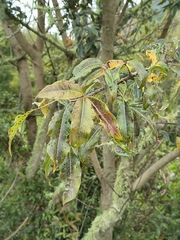 Searsia chirindensis