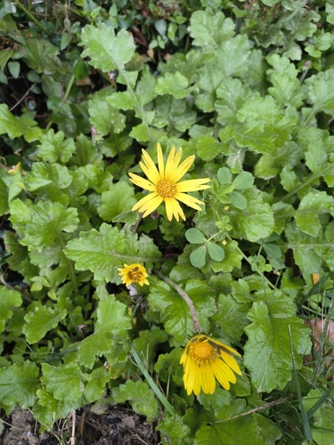 Arctotheca prostrata, photograph 2