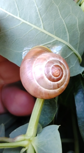 Cepaea