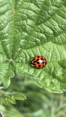 Harmonia axyridis