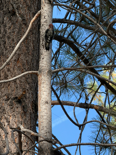 Red-breasted Sapsucker