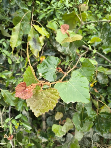 Rhoicissus tomentosa