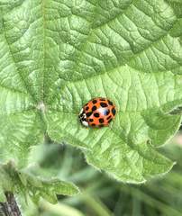 Harmonia axyridis