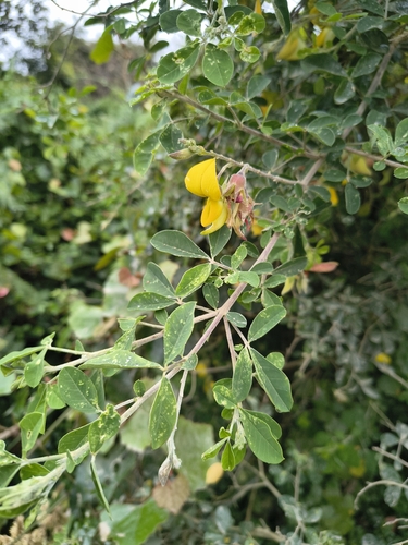 Crotalaria capensis, photograph 1