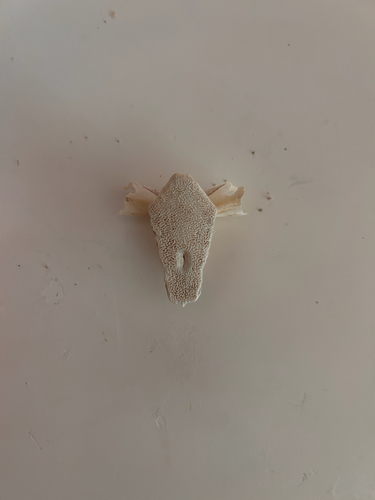 Clarias fuscus, 2023-01-17