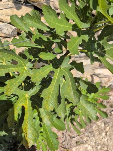 common fig