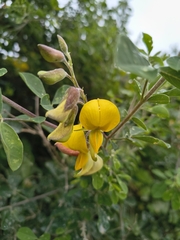 Crotalaria capensis, photograph (c) jeanjacquesgodon, some rights reserved (CC BY)