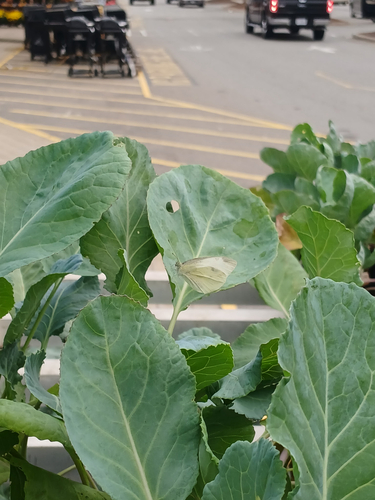 Small White