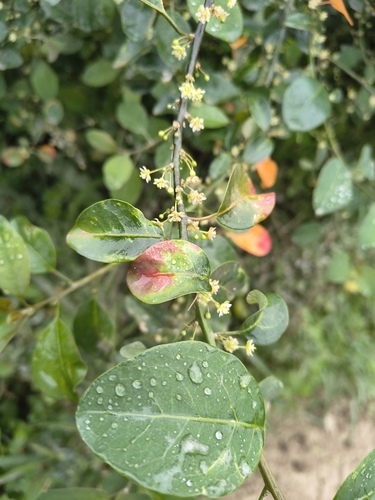 Clutia pulchella