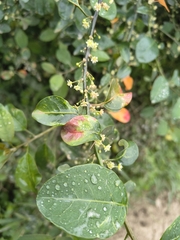 Clutia pulchella